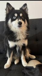 Lost Male Dog last seen Klatt and John’s Rd., Anchorage, AK 99515