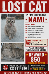 Lost Female Cat last seen Waldorf Dr - Massachusetts Ave, Riverside, CA 92507