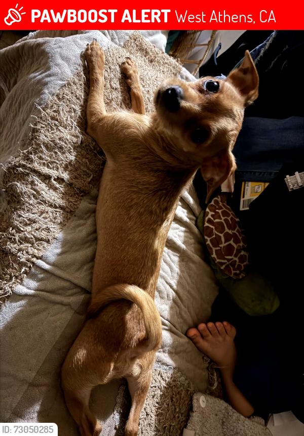 Lost Male Dog last seen Near and vermont, West Athens, CA 90044