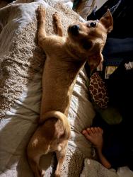 Lost Male Dog last seen Near and vermont, West Athens, CA 90044