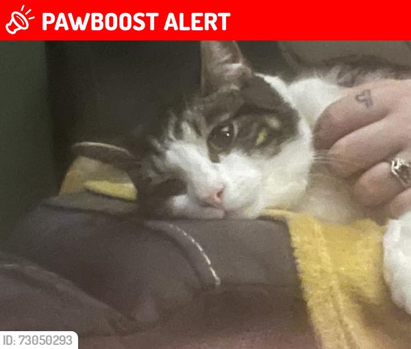 Lost Male Cat last seen Anderson Cresent by the Morrisons, Beeston, England NG9 2PT