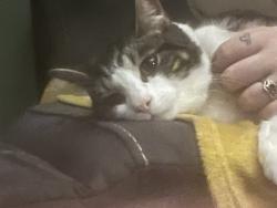 Lost Male Cat last seen Anderson Cresent by the Morrisons, Beeston, England NG9 2PT