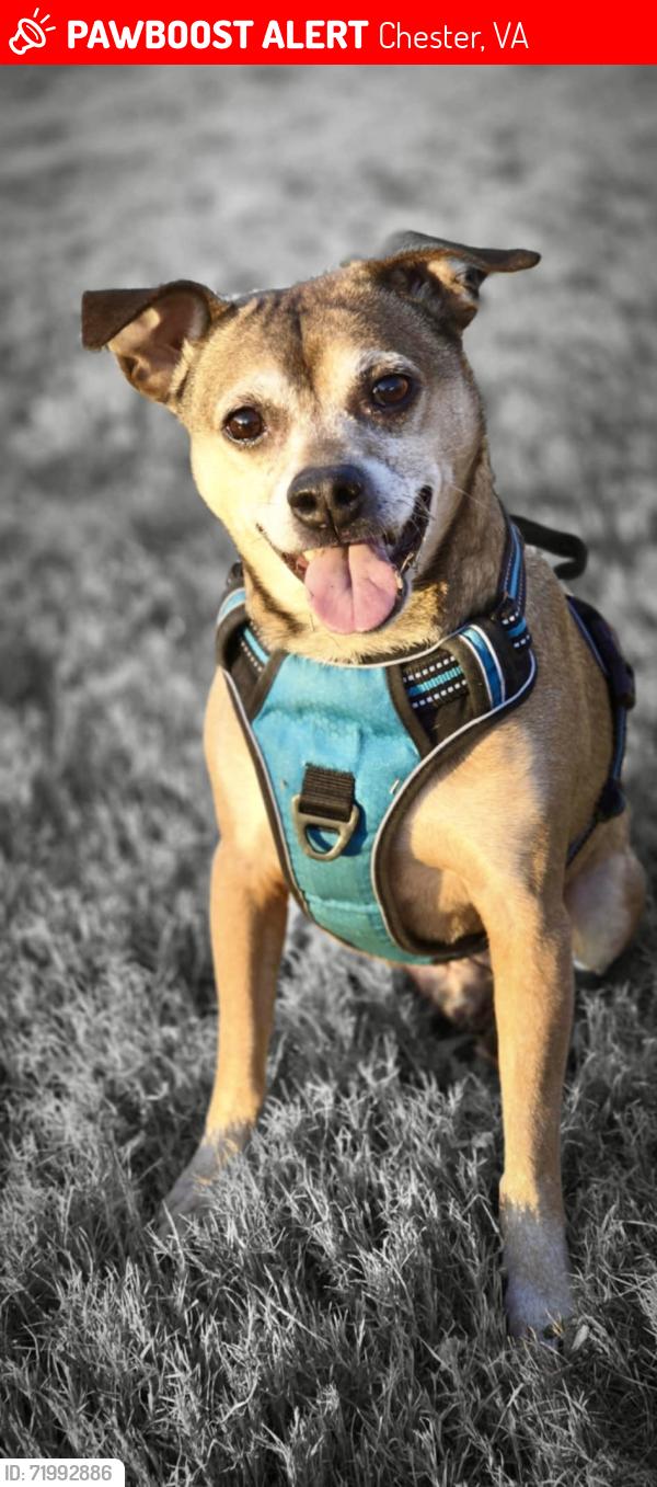 Lost Male Dog last seen E Hundred Road and N Enon Church Road, Chester, VA 23836