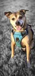 Lost Male Dog last seen E Hundred Road and N Enon Church Road, Chester, VA 23836