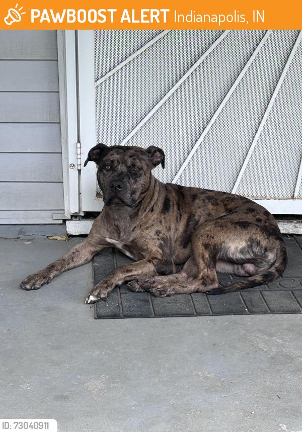 Found/Stray Male Dog last seen MLK/ Ivy Tech, Indianapolis, IN 46208