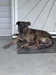 Found/Stray Male Dog last seen MLK/ Ivy Tech, Indianapolis, IN 46208
