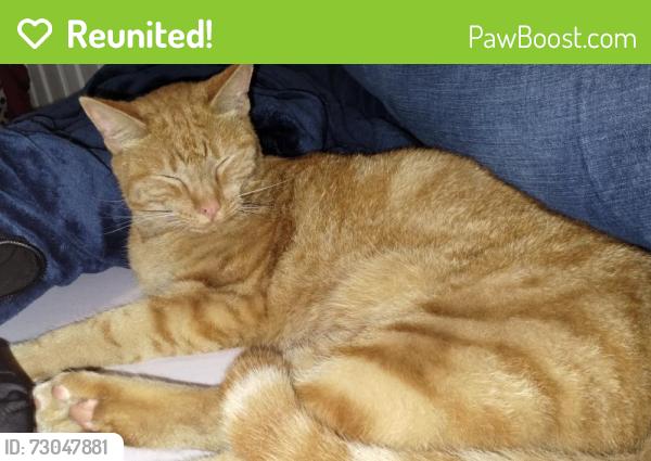 Reunited Male Cat last seen Near Sutter st vallejo ca 94590, Vallejo, CA 94590