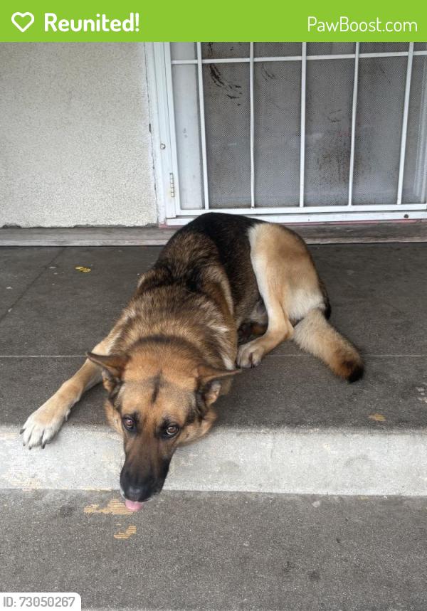 Reunited Male Dog last seen Orange St, Norwalk, CA 90650, USA, Norwalk, CA 90650