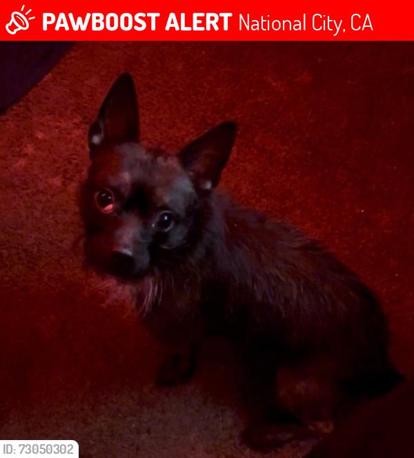 Lost Male Dog last seen Don't johns market, National City, CA 91950