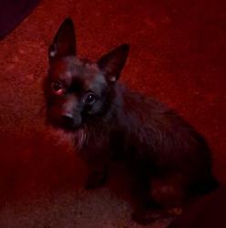 Lost Male Dog last seen Don't johns market, National City, CA 91950