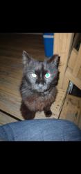 Lost Male Cat last seen Kay and Broadway, Haysville, KS 67060