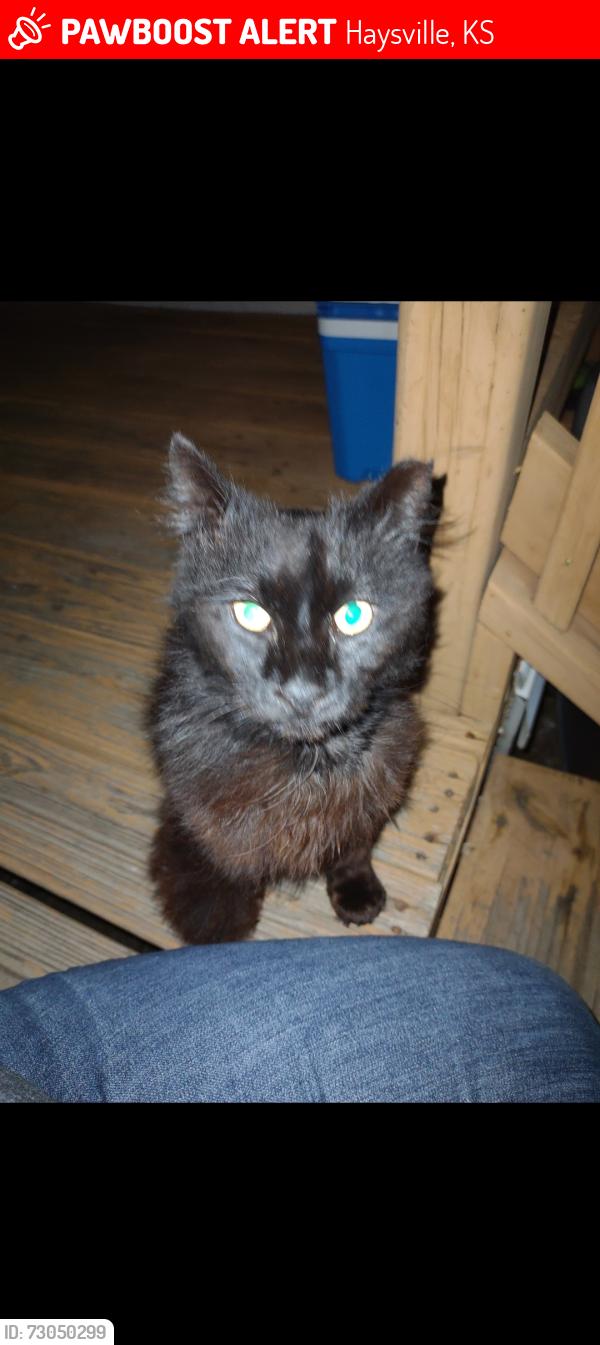 Lost Male Cat last seen Kay and Broadway, Haysville, KS 67060