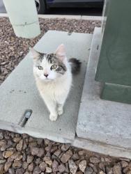 Found/Stray Female Cat last seen North Desert Palms apmts, El Paso, TX 79924
