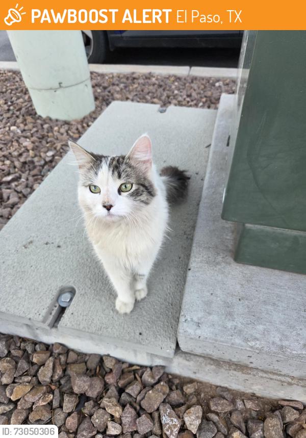 Found/Stray Female Cat last seen North Desert Palms apmts, El Paso, TX 79924