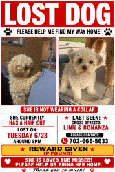 Lost Female Dog last seen Linn lane and bonanza, Las Vegas, NV 89110