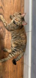 Lost Female Cat last seen Taos Street, 29th Street, Jack in the Box, AmPm, Riverside, CA 92509