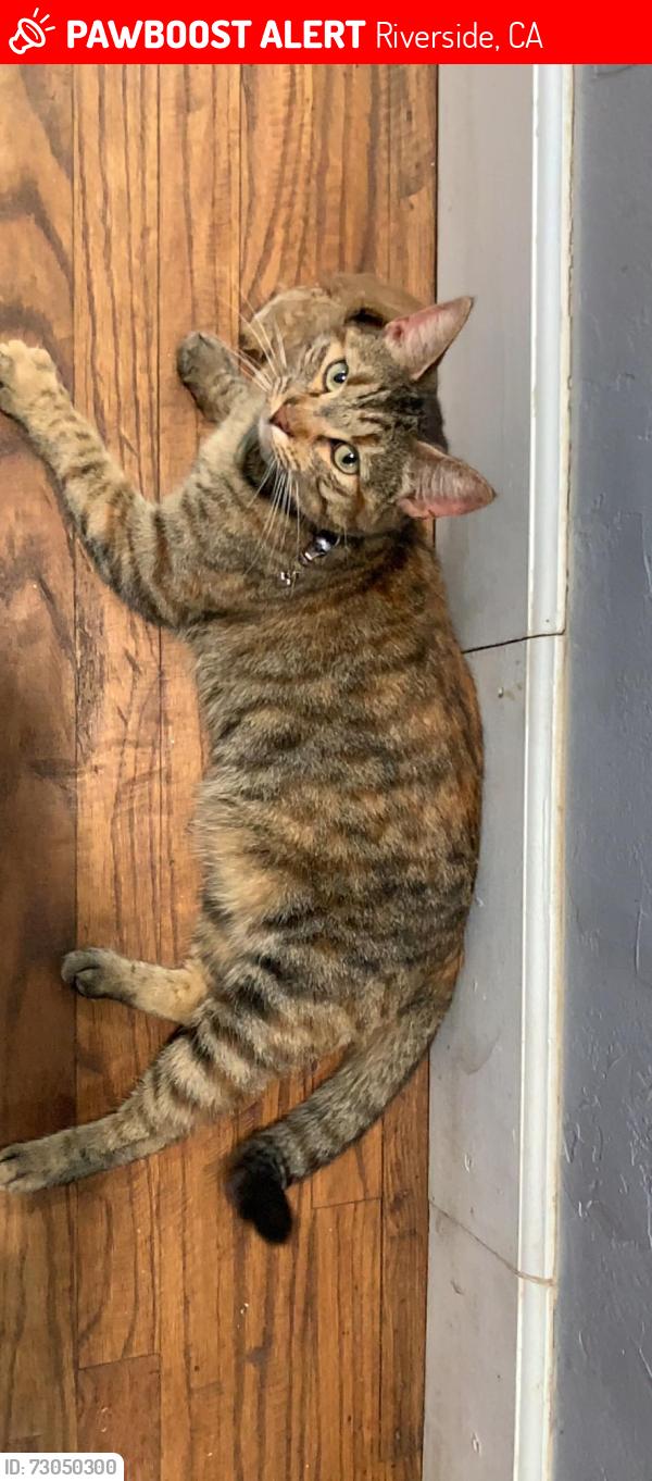 Lost Female Cat last seen Taos Street, 29th Street, Jack in the Box, AmPm, Riverside, CA 92509