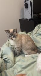 Lost Female Cat last seen Tynehead park, Surrey, BC V4N