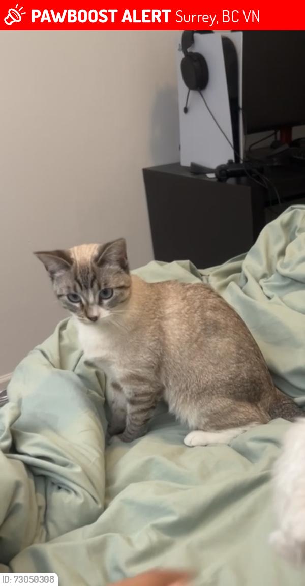 Lost Female Cat last seen Tynehead park, Surrey, BC V4N