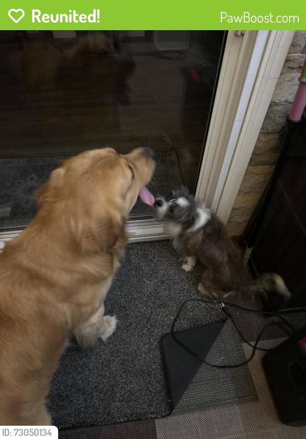 Reunited Male Dog last seen North Flower Street and Memory Lane, Santa Ana, CA 92706