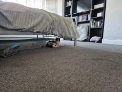 Reunited Female Cat last seen Staines , Staines-upon-Thames, England TW18 1JH