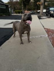 Reunited Male Dog last seen W 170th St & S Hoover St, Los Angeles, CA 90247, USA, Los Angeles, CA 90247