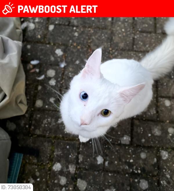 Lost Male Cat last seen Ockwells Park, Berkshire, England SL6 4NT