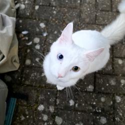Lost Male Cat last seen Ockwells Park, Berkshire, England SL6 4NT