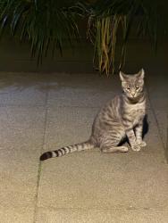 Found/Stray Unknown Cat last seen Boundary and Albert, Burnaby, BC V5C 2C6