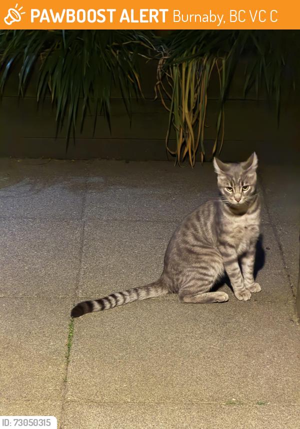 Found/Stray Unknown Cat last seen Boundary and Albert, Burnaby, BC V5C 2C6