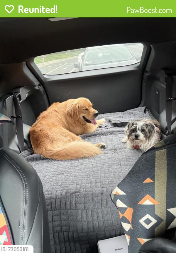 Reunited Male Dog last seen Flower st. And Memory ln. Santa Ana , Santa Ana, CA 92706
