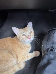 Found/Stray Male Cat last seen Old Temple and Sun Valley Blvd, Hewitt, TX 76643