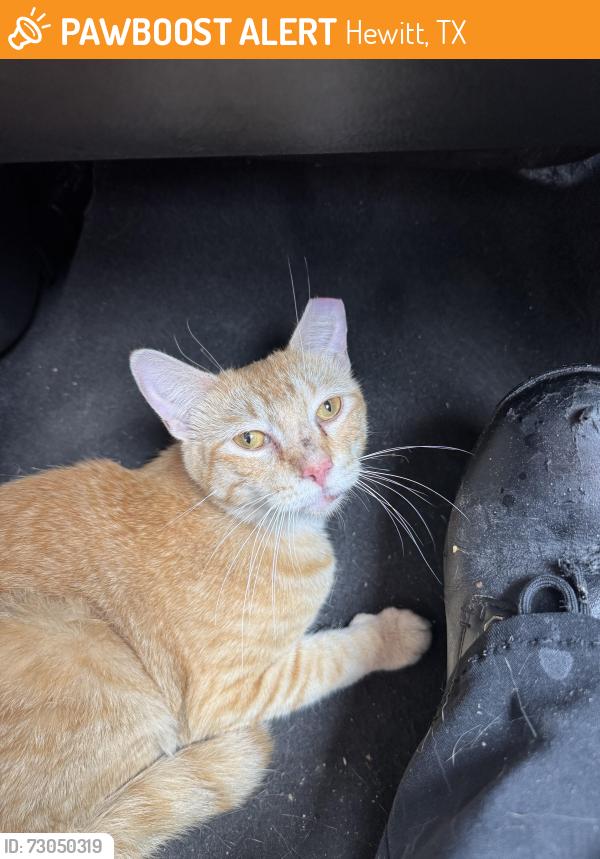 Found/Stray Male Cat last seen Old Temple and Sun Valley Blvd, Hewitt, TX 76643