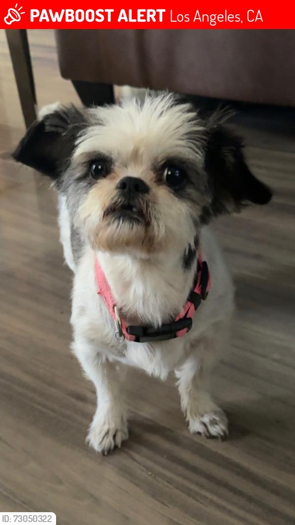 Lost Female Dog last seen Luise ave , Los Angeles, CA 91344
