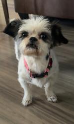 Lost Female Dog last seen Luise ave , Los Angeles, CA 91344