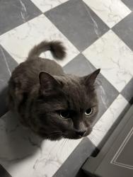 Lost Male Cat last seen Twin brooks drive , Edmonton, AB T6J