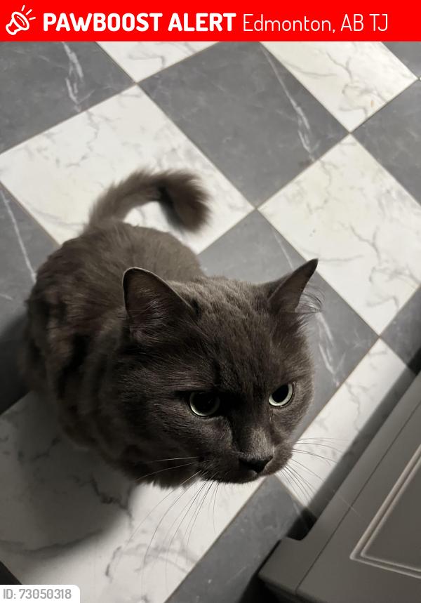 Lost Male Cat last seen Twin brooks drive , Edmonton, AB T6J