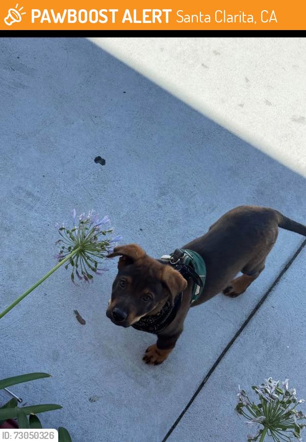 Found/Stray Male Dog last seen Community center, Santa Clarita, CA 91351