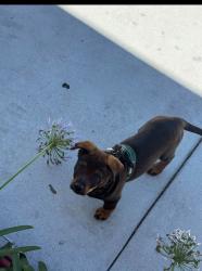 Found/Stray Male Dog last seen Community center, Santa Clarita, CA 91351