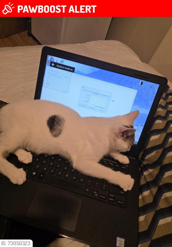 Lost Male Cat last seen Hampden square, Greater London, England N14 5DX