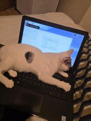 Lost Male Cat last seen Hampden square, Greater London, England N14 5DX