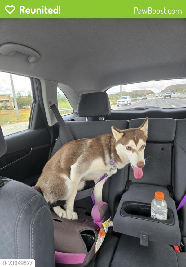 Reunited Female Dog last seen McCall & Via Entrada , Menifee, CA 92585