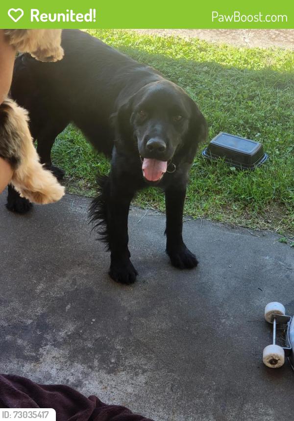 Reunited Male Dog last seen 119th and Park Ave, Parkland, WA 98444