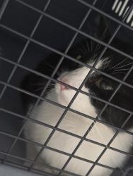 Found/Stray Unknown Cat last seen Amber ridge near the Target on Lawndale, Greensboro, NC 27408