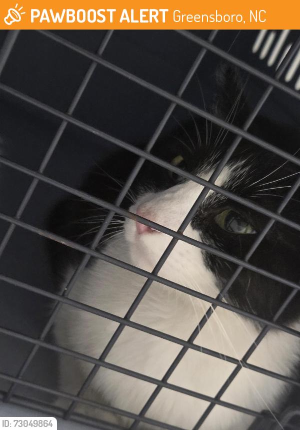Found/Stray Unknown Cat last seen Amber ridge near the Target on Lawndale, Greensboro, NC 27408