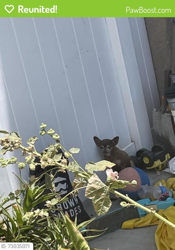 Reunited Unknown Dog last seen Corte San Luis perris ca , Perris, CA 92571