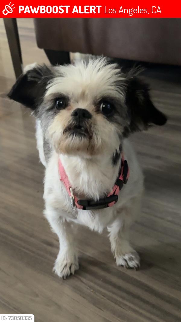Lost Female Dog last seen Louise and Chatsworth, Los Angeles, CA 91344