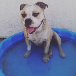 Lost Female Dog last seen 35th and Plumley, Cathedral City, CA 92234