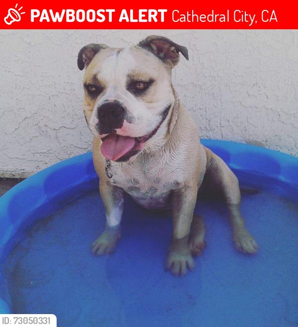 Lost Female Dog last seen 35th and Plumley, Cathedral City, CA 92234
