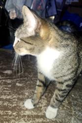 Reunited Female Cat last seen Halecky-IMTT Park, Bayonne, NJ 07002
